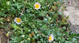 Bellium bellidioides (foto A.Boi presso Esterzili)