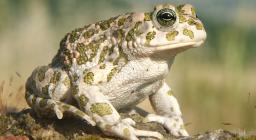 Bufotes_balearicus_female (FotoWikimedia CC BY-SA 3.0, di Richard Bartz, CC BY-SA 3.0).jpg