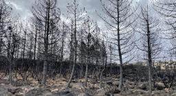 Il desolante lascito dell'incendio del luglio 2021 nel Montiferru