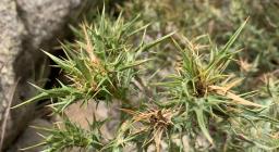 Carlina corimbosa, Santa Vittoria di Esterzili (foto A.Boi)
