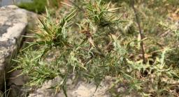 Carlina corimbosa, Santa Vittoria di Esterzili (foto A.Boi)