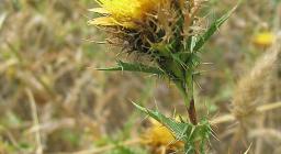 Carlina_corymbosa_foto Wikipedia