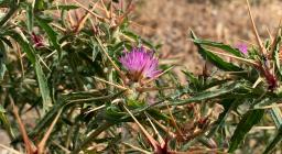 Centaurea calcitrapa - foto Alessandra Boi