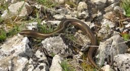 Chalcides_chalcides foto di Marcelli Massimiliano Wikimedia CC BY SA