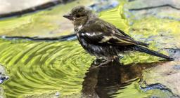 giovane passeriforme