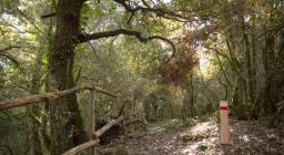 Nuovi sentieri a Illorai (foto Mario Cossu) Nuovi sentieri a Illorai (foto Mario Cossu)