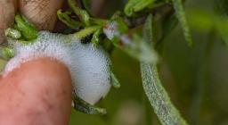 Schiuma bianca della sputacchina (foto C.Mascia - AFNI Sardegna)