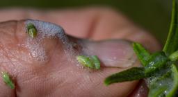 Schiuma bianca della sputacchina (foto C.Mascia - AFNI Sardegna