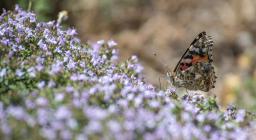 Vanessa cardui (foto C.Mascia)