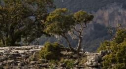 un ginepro, icona della resistenza della Natura in Sardegna (foto C.Mascia)