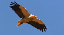 Egyptian_vulture_in_flight (wikimedia Di Nidhin Poothully, India, CC BY 2.0)