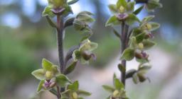 "Epipactis microphylla" by Juan_Sanchez is licensed under CC BY-NC-SA 2.0