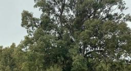Eucalyptus secolare di Pantaleo (foto G.Dessì)