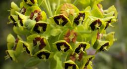 Euphorbia_characias_(infiorescenza) Di Hans Hillewaert, CC BY-SA 3.0, Wikimedia