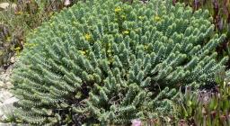 Euphorbia_pithyusa_2_(Corsica, foto Ghislain118 da fleurs-des-montagnes.net) WIKIMEDIA CC BY-SA 3.0
