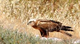 Falco con preda, foto da Sardegna Digital Library.jpg