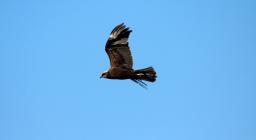 Falco in volo, foto Forestas da Sardegna Digital Library(autore A.Chiaramida).jpg