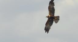 Falco palude in volo. Foto SDL Alfonsio Mascia.jpg