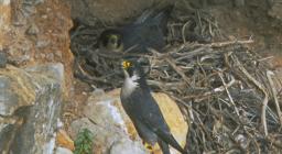 Falco pellegrino al nido (foto B.Manunza)