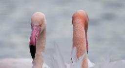 Fenicotteri  - Foto Manuela FA - Arborea S'Ena Arrubia