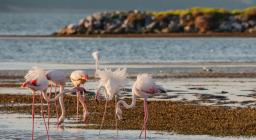 Fenicotteri  - Foto Manuela FA - Arborea S'Ena Arrubia
