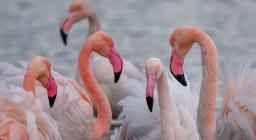Fenicotteri  - Foto Manuela FA - Arborea S'Ena Arrubia