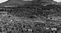 Foresta di Anela, particelle sul versante orientale.jpg