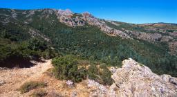 Foresta di Montes, zona di rimboschimento a conifere.jpg