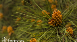 Foto-simbolo pinete Forestas (autore Cristian Mascia)