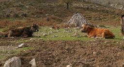 Gennargentu, bovini al pascolo (foto SDL) Gennargentu, bovini al pascolo (foto SDL)