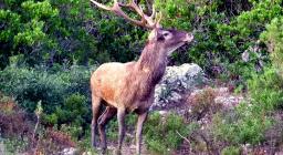 Cervo Sardo tra la macchia di corbezzoli, a Villasalto (Forestas, settembre 2019)