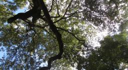 bosco di Tuviois, uno scorcio