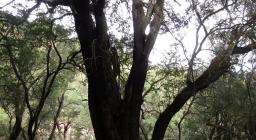 un'esemplare di grande albero nel bosco di Tuviois
