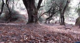 scorcio del bosco di Tuviois