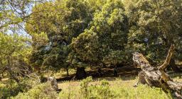 Magia Tuviois, alberi secolari, alberi morti (foto A.Saba)