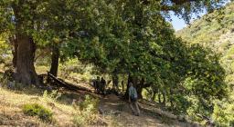 Magia Tuviois, alberi secolari (foto A.Saba)
