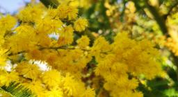 fiori di Mimosa, acacia dealbata (foto A.Saba)