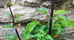 Scrofularia, Esterzili (foto A.Saba)