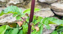 Scrofularia, Esterzili (foto A.Saba)