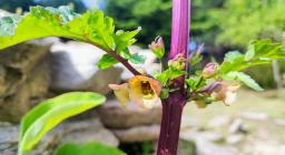 Scrofularia, Esterzili (foto A.Saba)