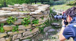 Scrofularia, Esterzili (foto A.Saba)