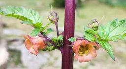 Scrofularia, Esterzili (foto A.Saba)