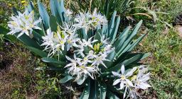 Pancratium ilyricum (foto A.Saba - Esterizli, maggio 2024)