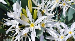 Pancratium ilyricum (foto A.Saba - Esterizli, maggio 2024)
