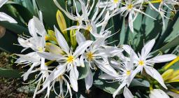 Pancratium ilyricum (foto A.Saba - Esterizli, maggio 2024)