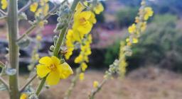 Verbasco (foto A.Saba) Verbasco (foto A.Saba)