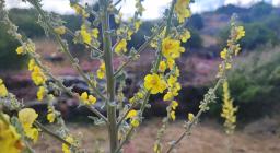 Verbasco (foto A.Saba) Verbasco (foto A.Saba)