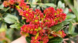 Lentisco in fiore a marzo (foto A.Saba)