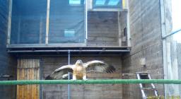 Isabella 2 su trespolo nella voliera aperta