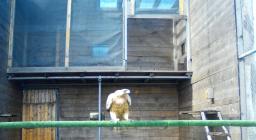 Isabella su trespolo nella voliera aperta